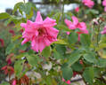 Glenara rose photo