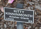 Kitty Kininmonth rose photo