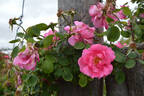 Kitty Kininmonth rose photo