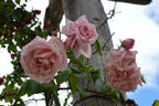 Lady Medallist rose photo