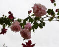 Lady Medallist rose photo