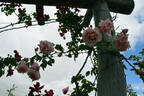 Lady Medallist rose photo