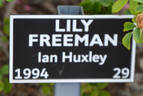Lily Freeman rose photo