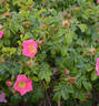Lily Freeman rose photo