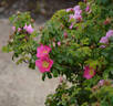 Lily Freeman rose photo
