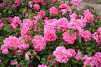 Marjory Palmer rose photo