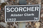 Scorcher rose photo