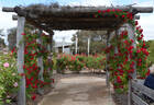 Scorcher rose photo