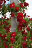 Scorcher rose photo