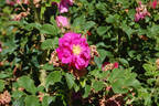 Bleak House rose photo
