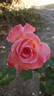 Botany Bay rose photo