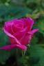 The Doctor rose photo