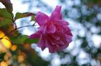 Bon Silène rose photo