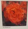 Ita Buttrose rose photo