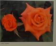 Lady Taylor rose photo