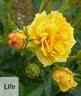 Life rose photo