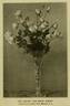 Franz Deegen rose photo