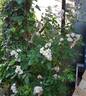 Belle des Fagnes rose photo