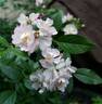 Belle des Fagnes rose photo