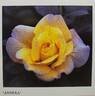 Anneka rose photo