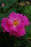 The Doctor rose photo