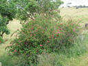 Amy Robsart rose photo