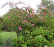 Amy Robsart rose photo