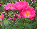 Amy Robsart rose photo