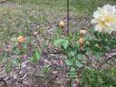 Gardenia rose photo