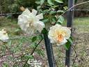 Gardenia rose photo