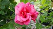 Aunaria rose photo
