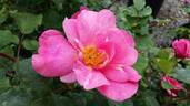 Aunaria rose photo