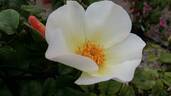 Diamante rose photo