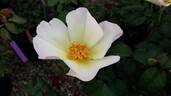 Diamante rose photo