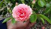 Maria Ilva rose photo