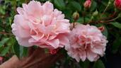 Maria Ilva rose photo