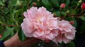 Maria Ilva rose photo