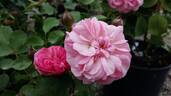 Maria Luigia rose photo