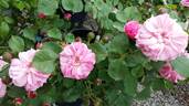 Maria Luigia rose photo