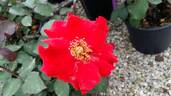 Tobia rose photo