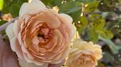 Elizabeth Stuart ® rose photo