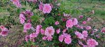 Rosa majalis plena rose photo