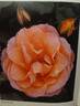 Dame Wendy rose photo