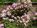 Tea Rambler rose photo