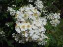 Baletka rose photo