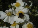 Baletka rose photo