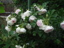 Ritausma rose photo