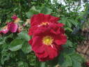 Red Rugostar ® rose photo