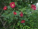 Red Rugostar ® rose photo