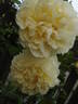Agnes rose photo